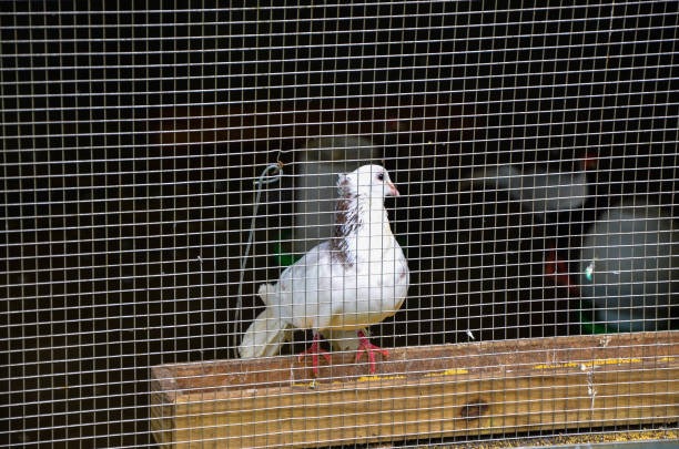 pigeon inside the pigeon net